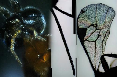 Microgastrini